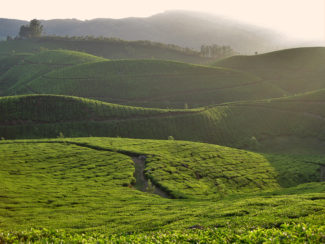 Tea Plantations