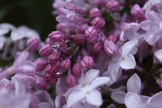 Pink Hyacinth