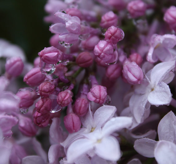 Pink Hyacinth