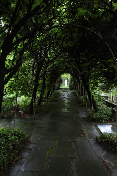 Canopy of Trees