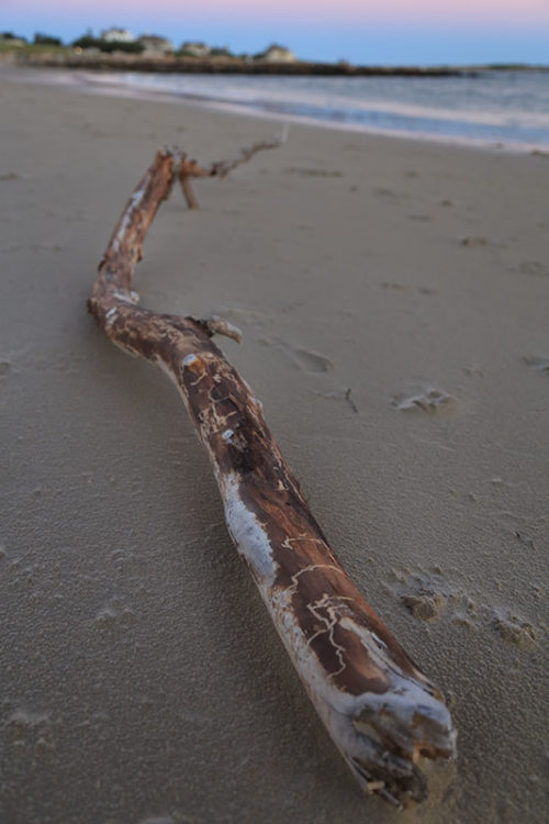 Driftwood Interesting Color