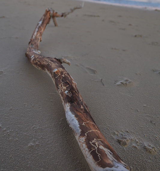 Driftwood Interesting Color